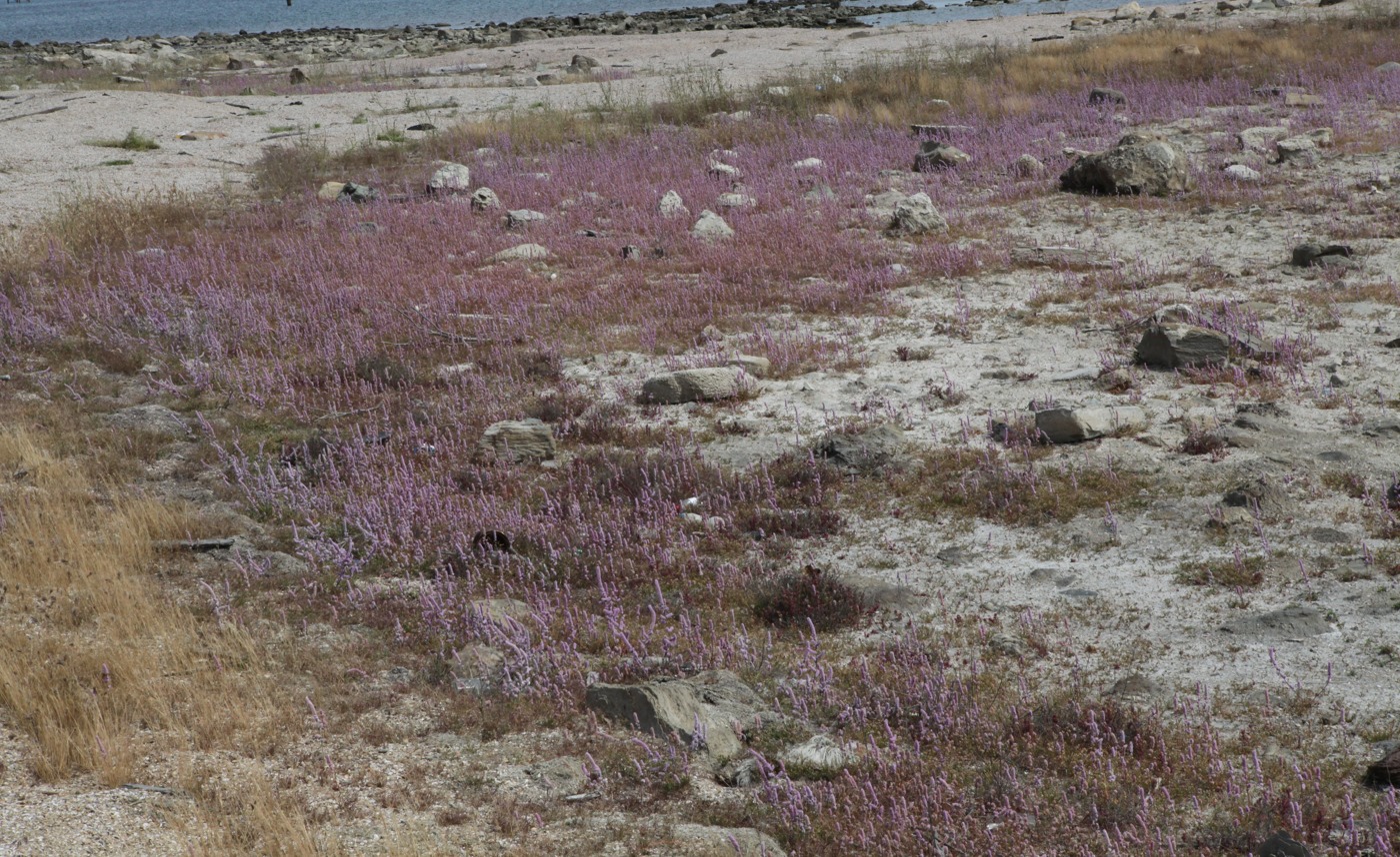 Image of Psylliostachys spicata specimen.