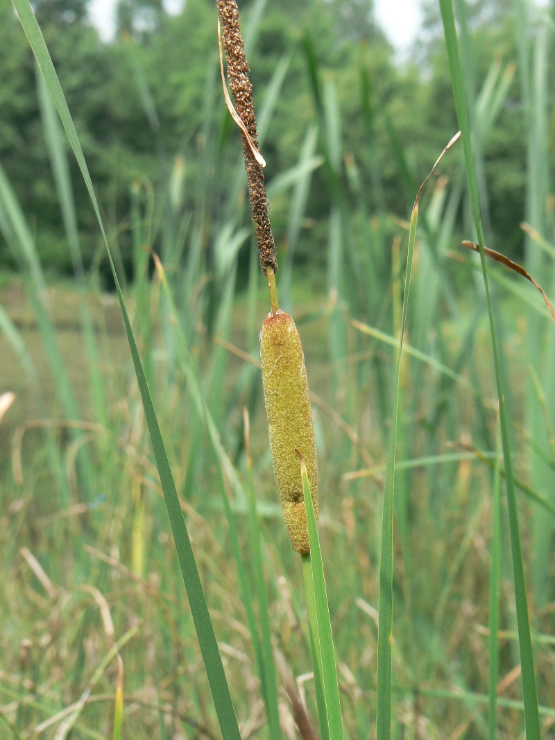 Изображение особи Typha laxmannii.