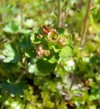 Chrysosplenium tetrandrum. Верхушка плодоносящего побега с частично раскрывшимися коробочками. Магаданская обл., Ольский р-н, окр. пгт Ола, бассейн р. Ола, р. Угликан, на моховой подушке около воды. 28.06.2021.