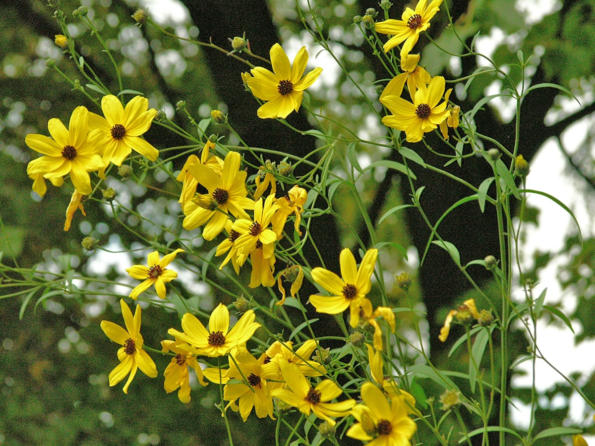 Image of Rudbeckia triloba specimen.