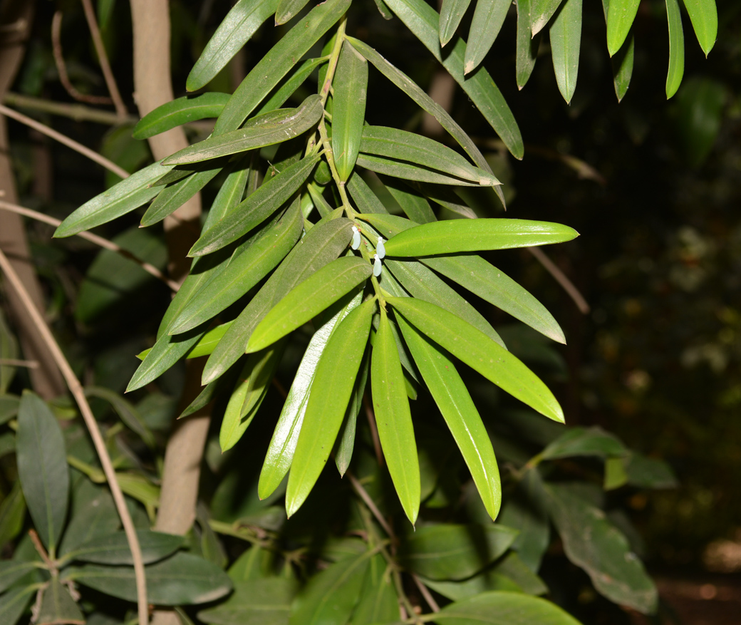 Image of Podocarpus elatus specimen.