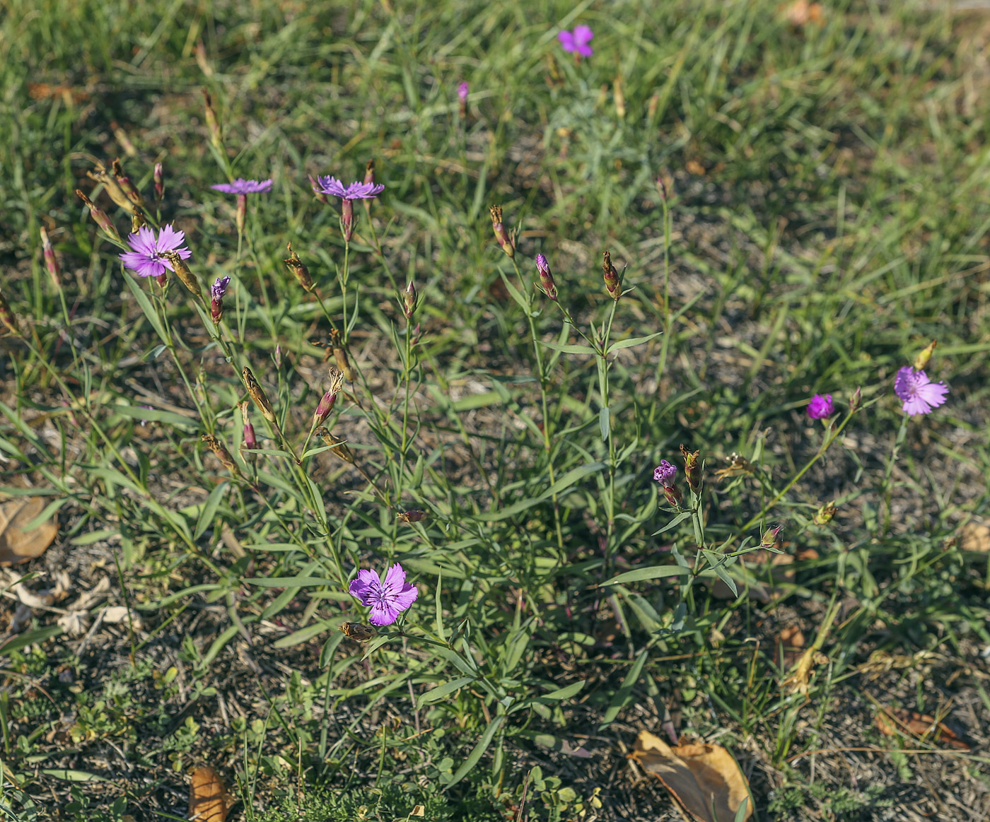 Изображение особи Dianthus versicolor.