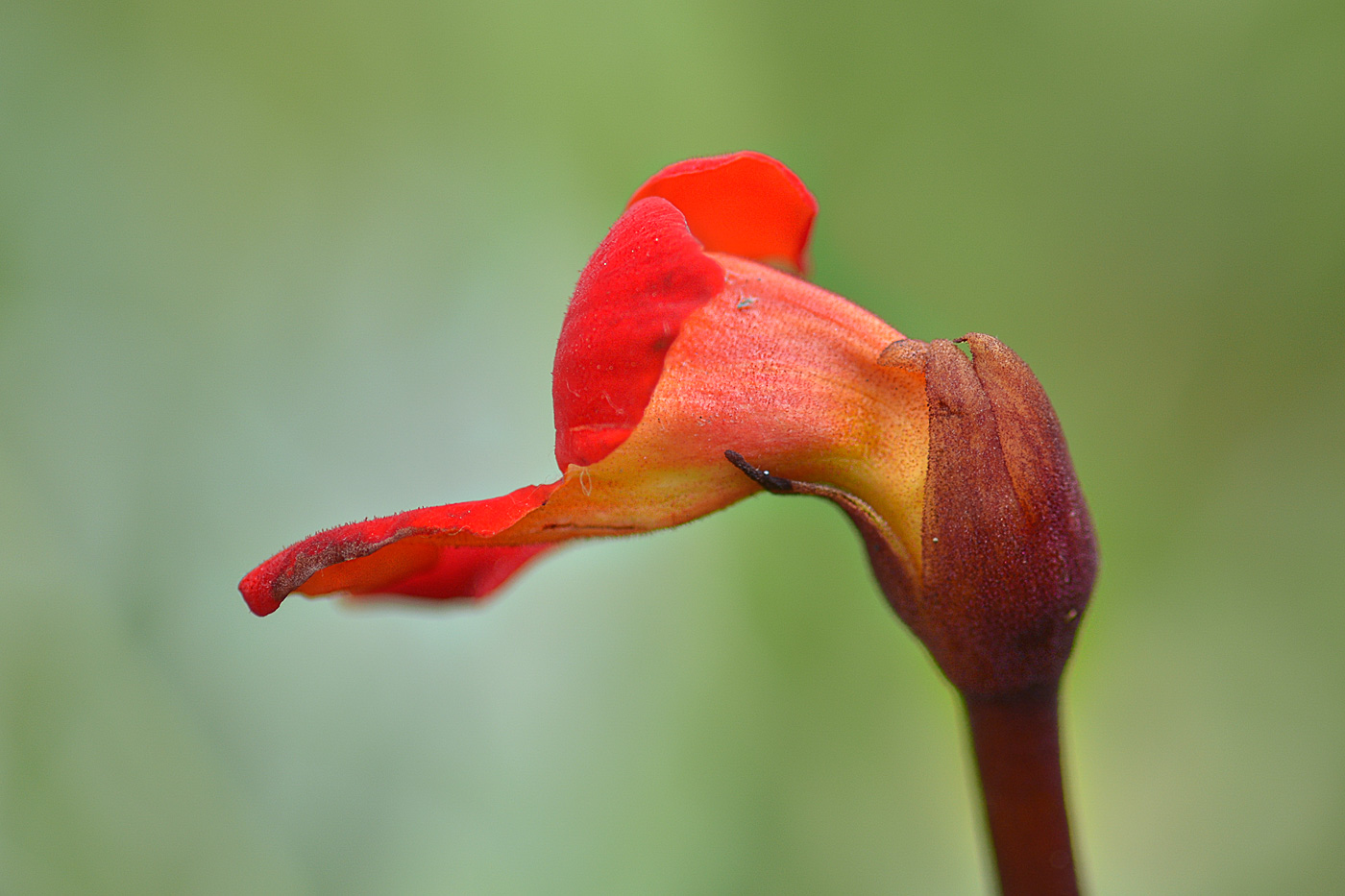 Image of Phelypaea coccinea specimen.