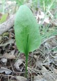 Ophioglossum vulgatum