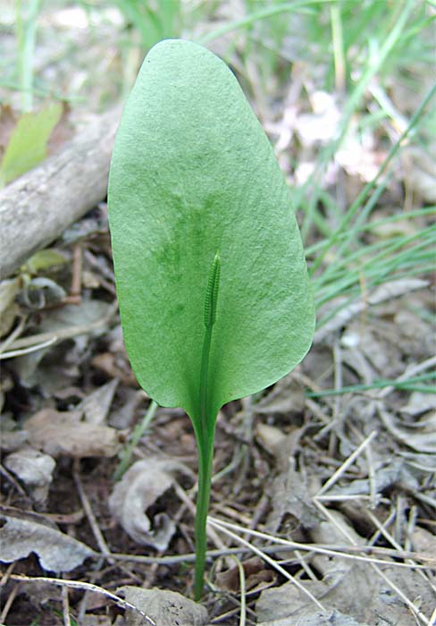 Изображение особи Ophioglossum vulgatum.