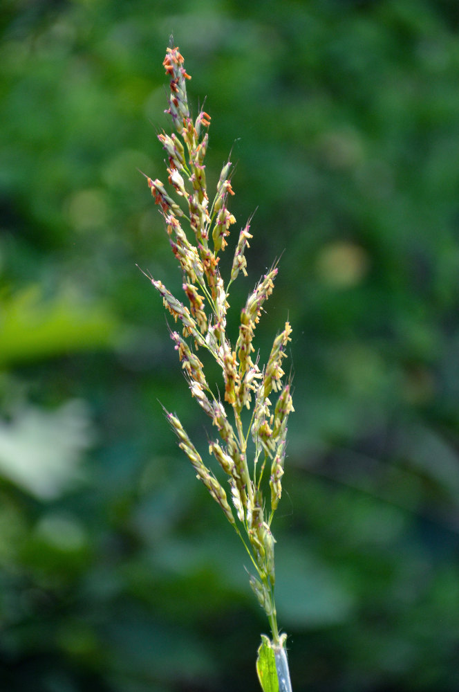 Изображение особи Spodiopogon sibiricus.