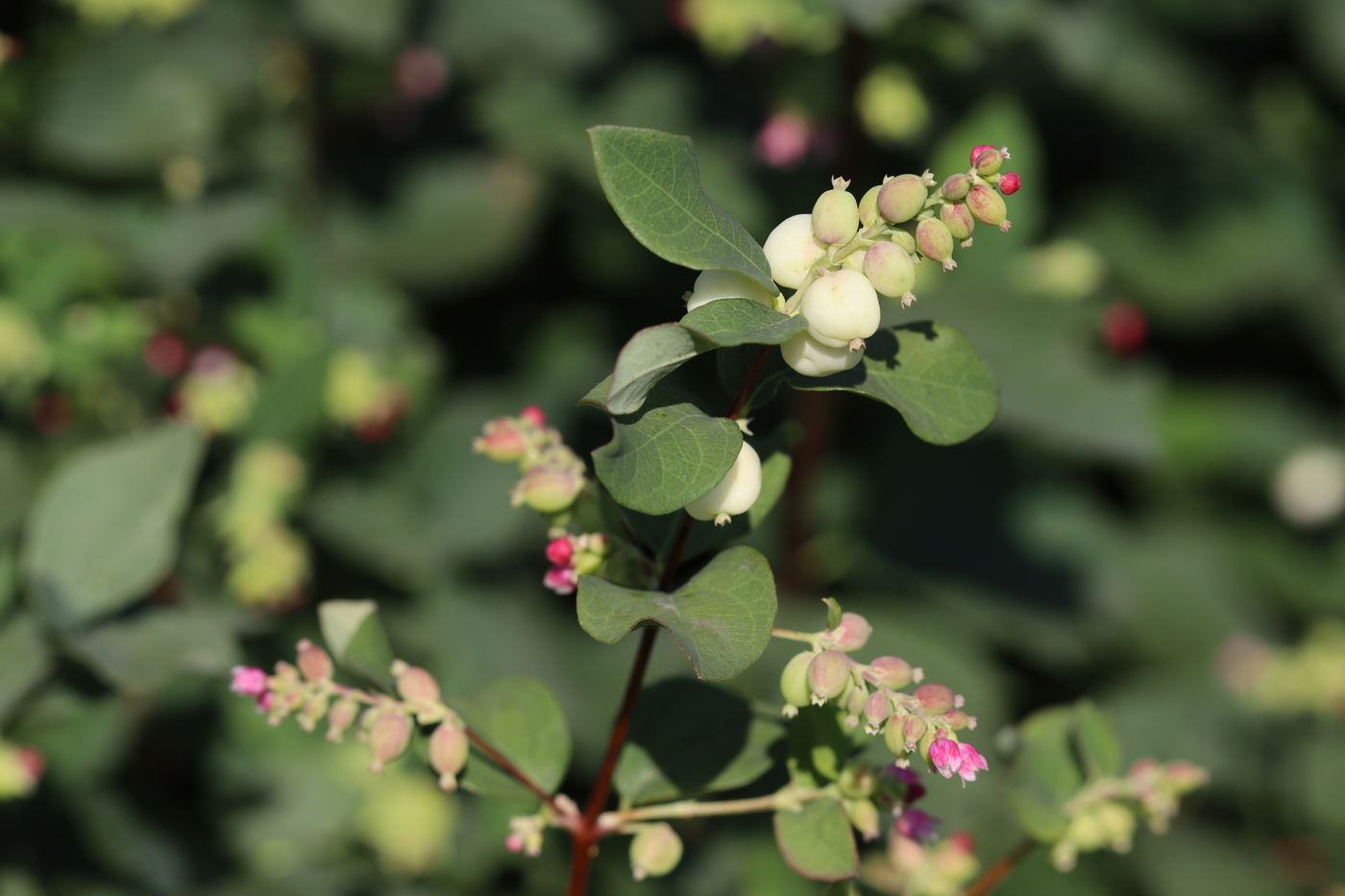 Image of Symphoricarpos albus var. laevigatus specimen.