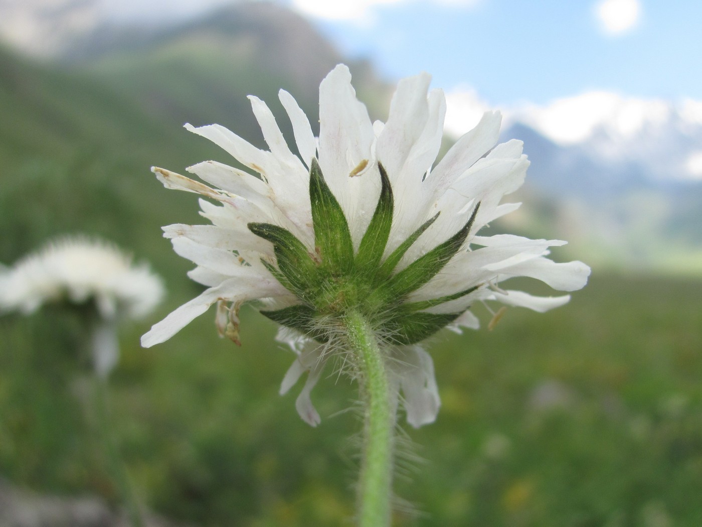 Изображение особи Knautia involucrata.