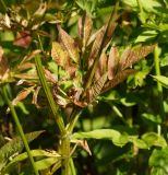 Chaerophyllum aromaticum