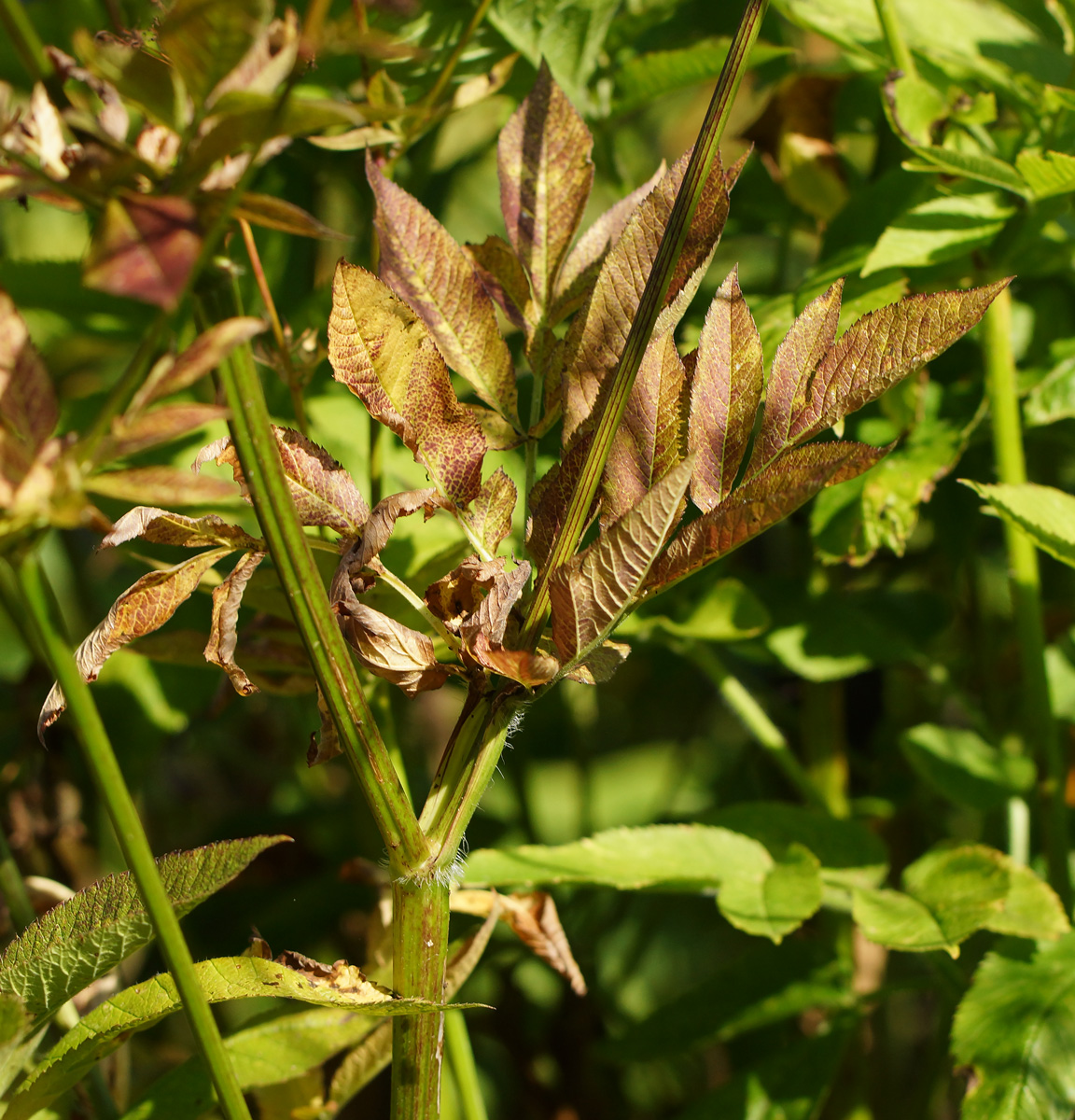 Image of Chaerophyllum aromaticum specimen.