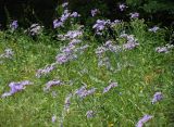genus Aster