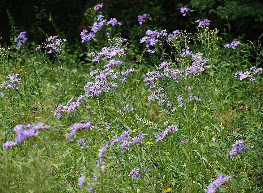 Image of genus Aster specimen.