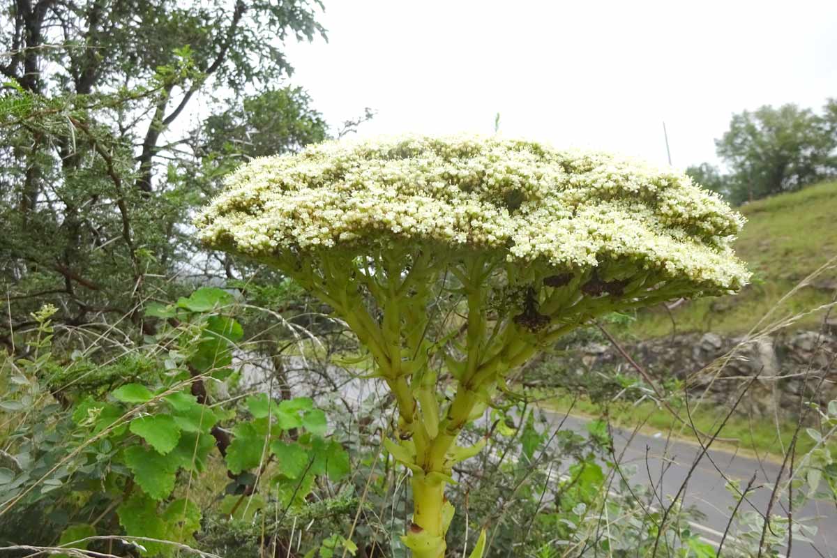 Image of Crassula acinaciformis specimen.