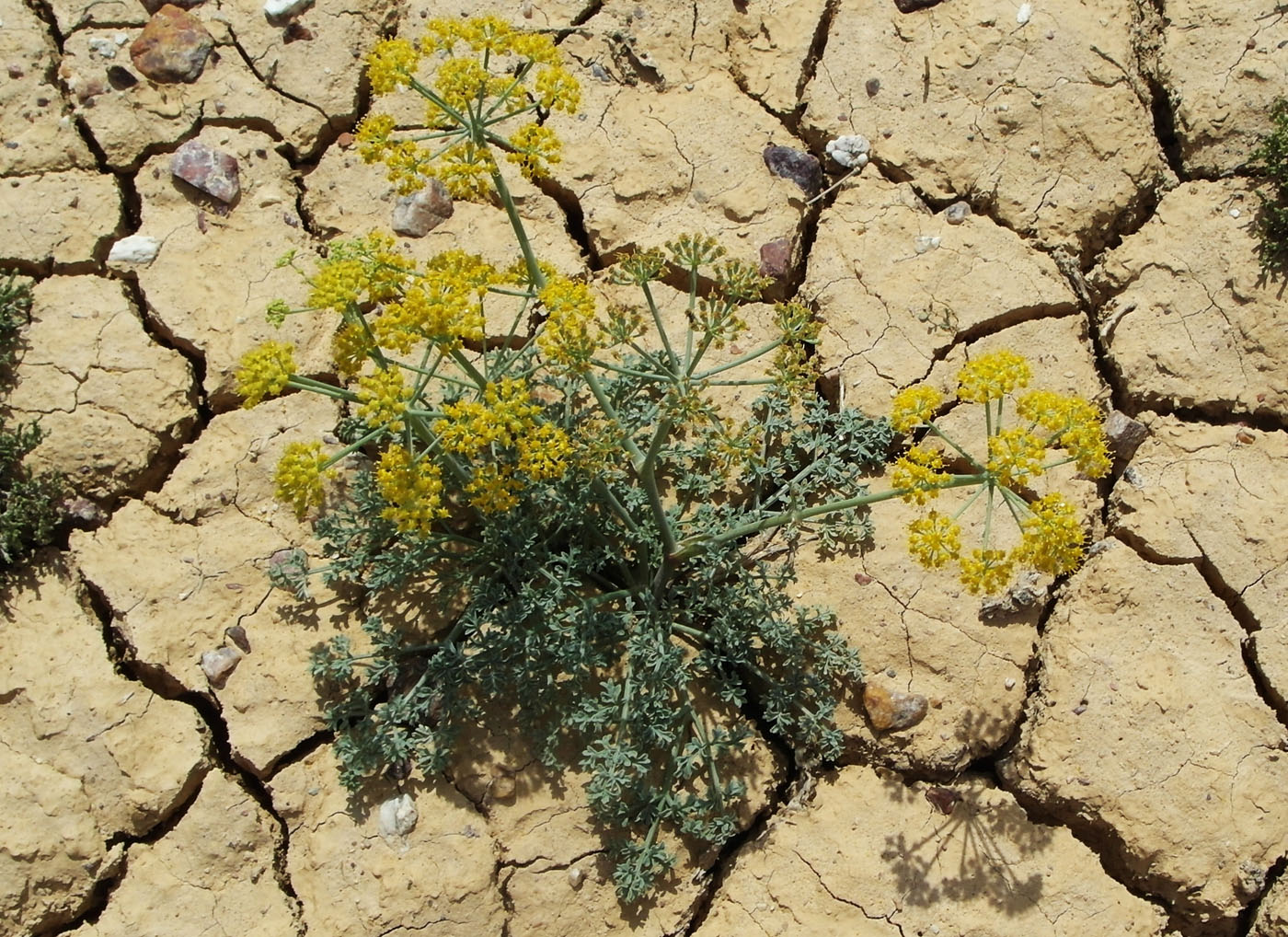 Image of Ferula syreitschikowii specimen.