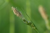 Carex pallescens