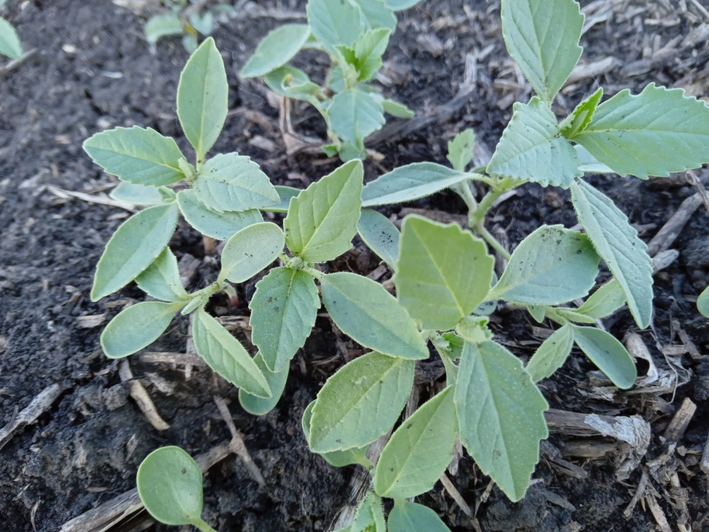 Image of Euphorbia davidii specimen.