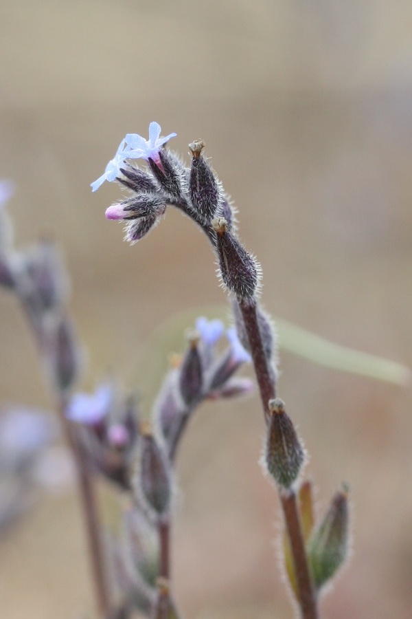 Изображение особи Myosotis micrantha.