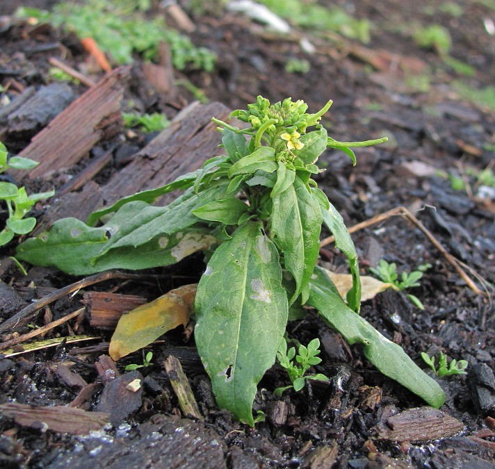 Image of Erysimum cheiranthoides specimen.