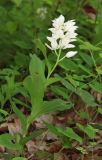 Cephalanthera caucasica