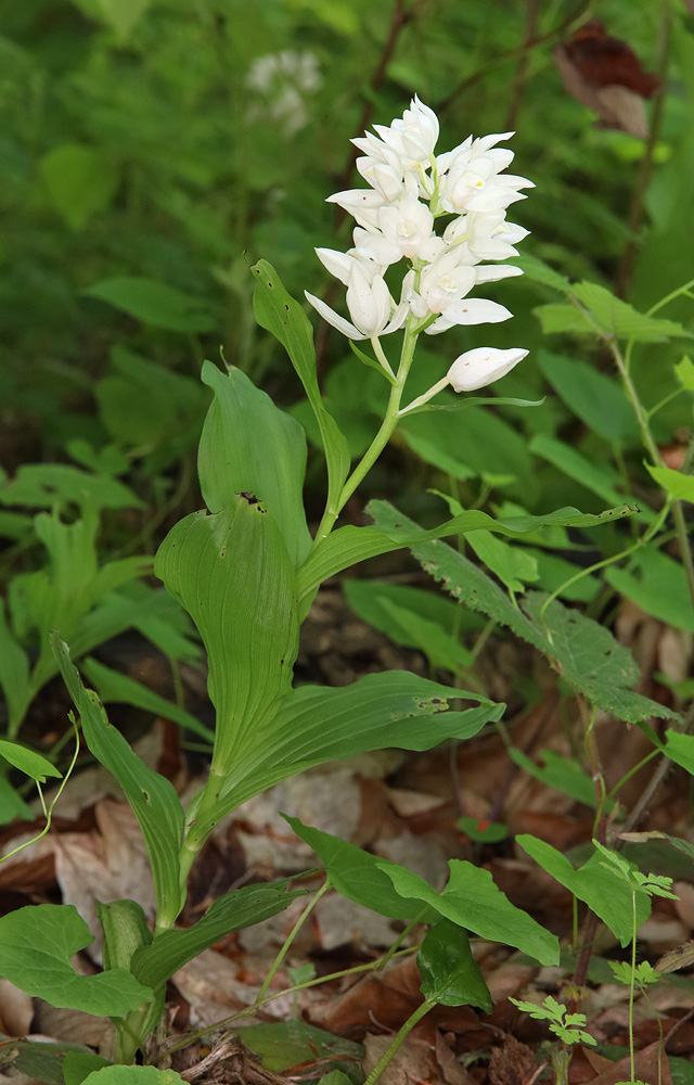 Image of Cephalanthera caucasica specimen.