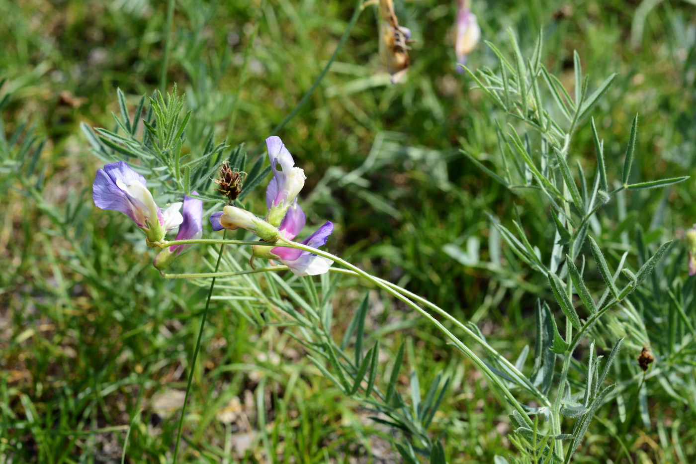 Image of Vicia subvillosa specimen.