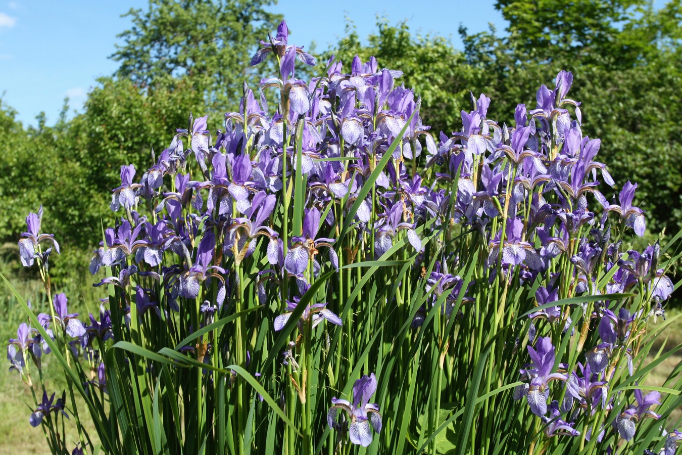 Изображение особи Iris sibirica.