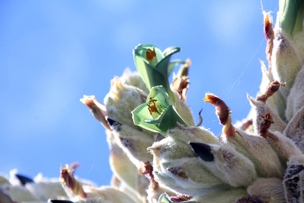 Image of genus Puya specimen.