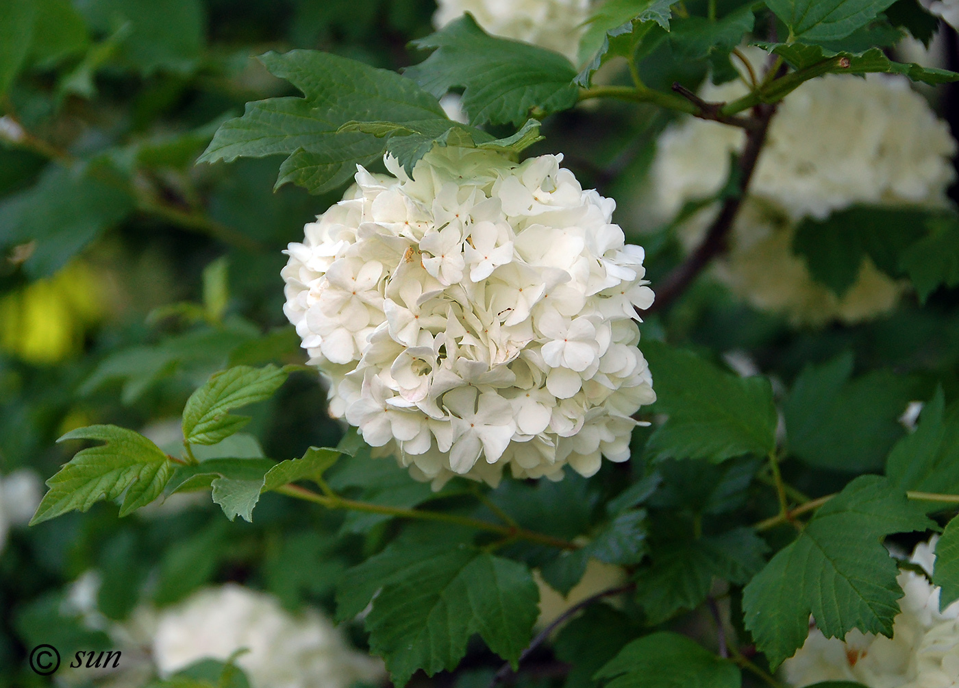 Image of Viburnum opulus f. roseum specimen.