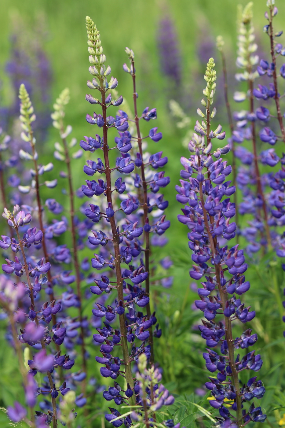 Изображение особи Lupinus polyphyllus.