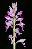 Orchis militaris подвид stevenii. Соцветие. Краснодарский край, Туапсинский р-н, Шепсинское с/п, окр. с. Дедеркой, участок каменистого склона над трассой. 17 мая 2022 г.