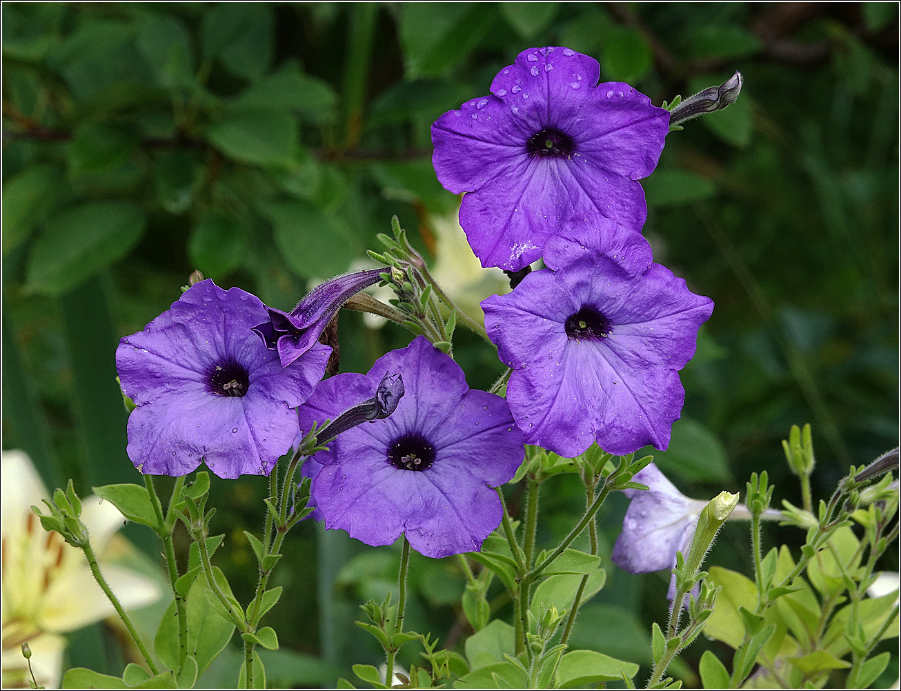 Image of Petunia &times; hybrida specimen.