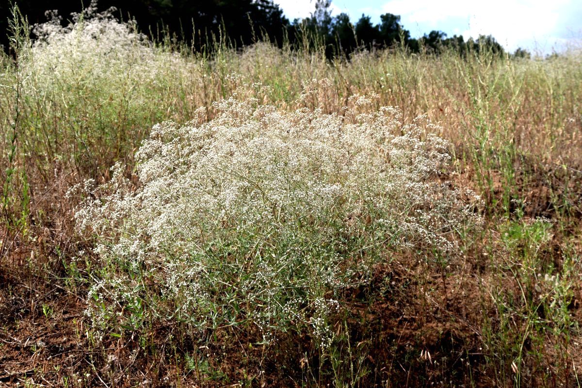 Image of Gypsophila paniculata specimen.