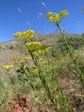 Helichrysum maracandicum