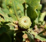 Quercus pubescens. Формирующийся жёлудь, почки и основания листьев. Крым, окр. г. Алушта, редколесье на обочине трассы Алушта-Судак. Июль 2022 г.