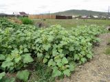 Xanthium orientale