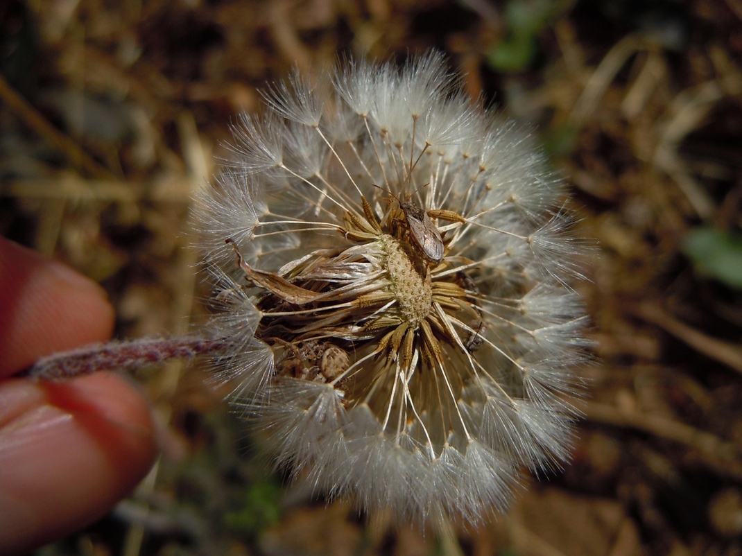 Изображение особи род Taraxacum.