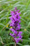 Dactylorhiza urvilleana. Соцветие. Краснодарский край, м/о город-курорт Сочи, Лазаревский р-н, массив г. Наужи, субальпийском луг. 1600 м н.у.м. 17 июня 2019 г.