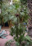 Chamaerops humilis