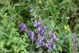 Campanula rapunculoides. Верхушки цветущих растений. Республика Ингушетия, Джейрахский р-н, ур. Нижний Кяхк, луг, обочина грунтовой дороги. 21 июля 2022 г.