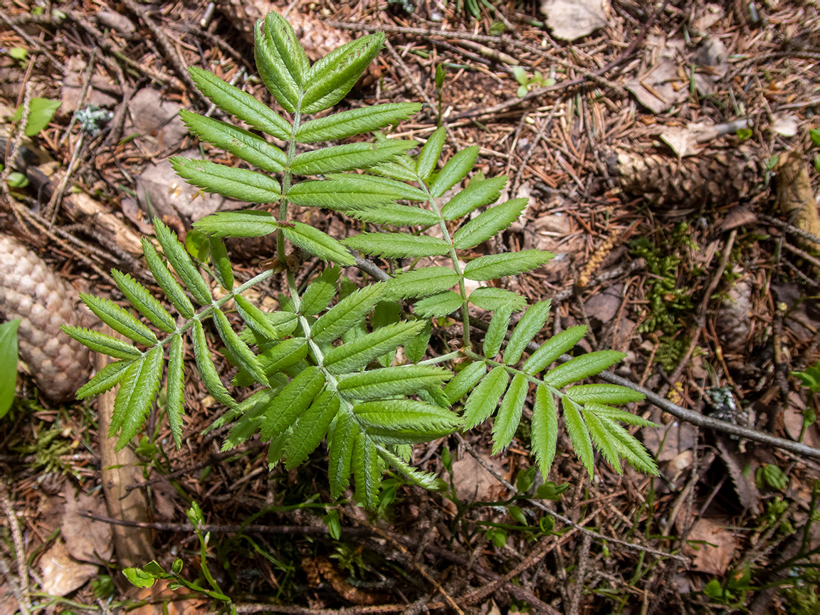 Image of Sorbus aucuparia specimen.