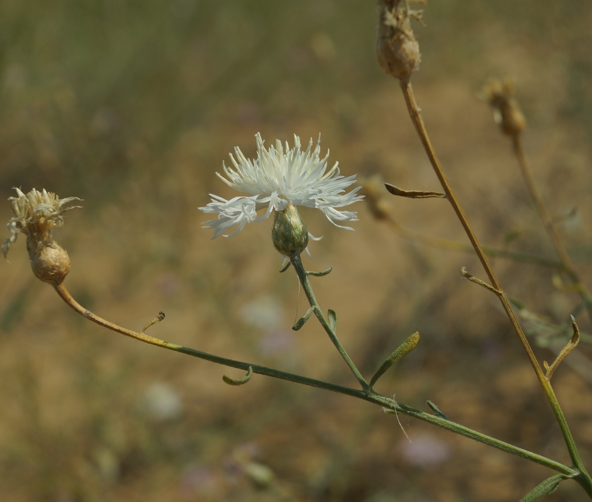 Изображение особи Centaurea odessana.