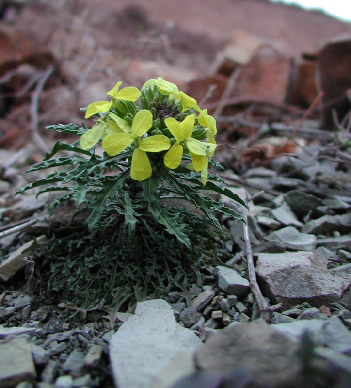 Image of Erysimum callicarpum specimen.