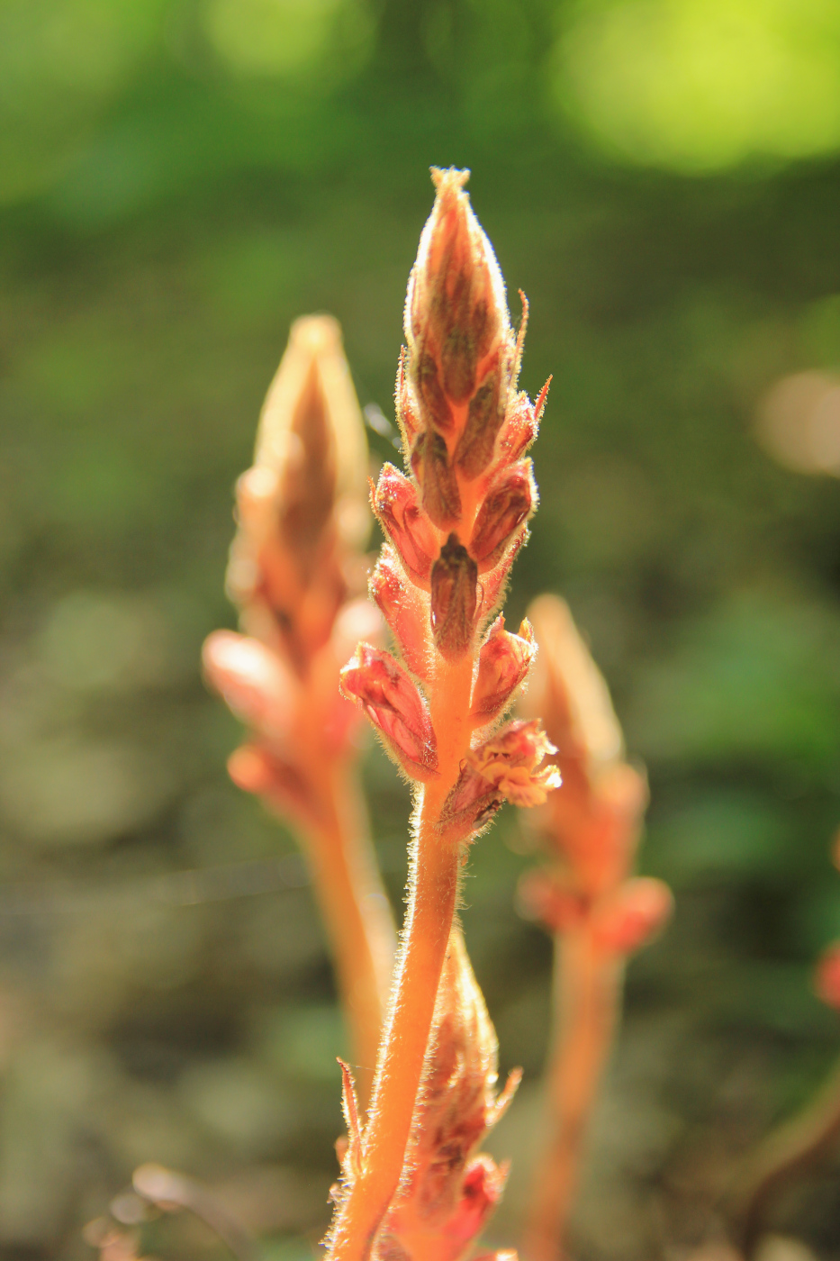 Изображение особи Orobanche laxissima.