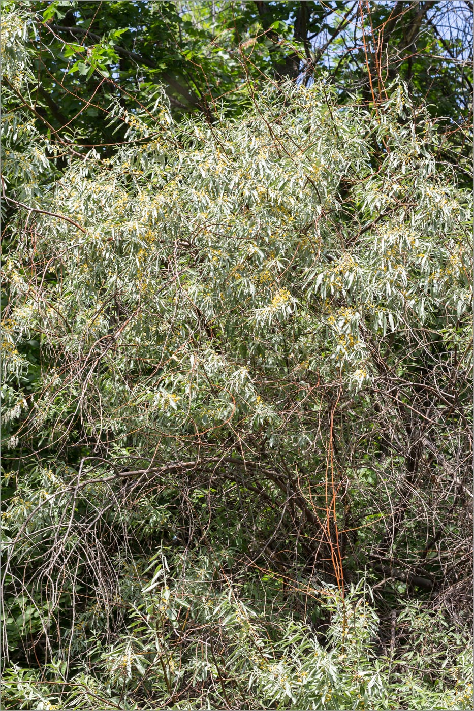 Image of Elaeagnus angustifolia specimen.