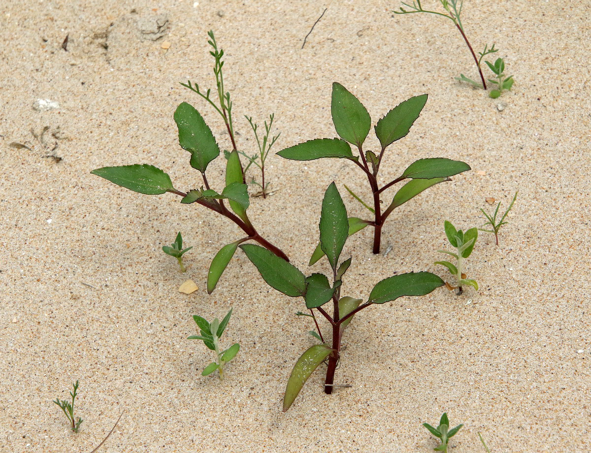 Image of Xanthium orientale specimen.