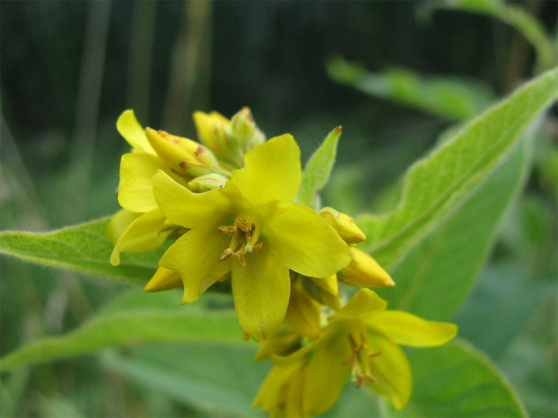 Изображение особи Lysimachia vulgaris.