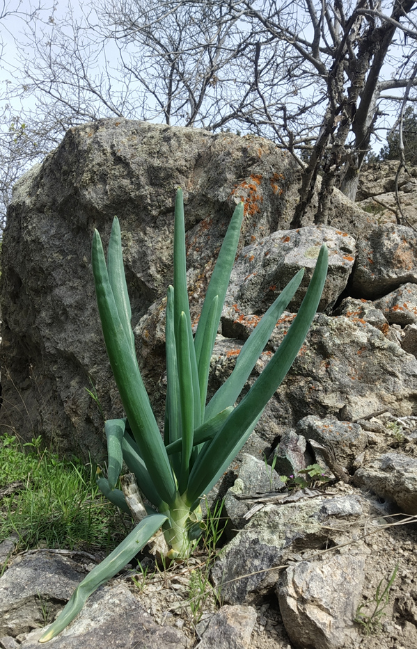 Image of Allium pskemense specimen.