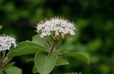 Viburnum lantana