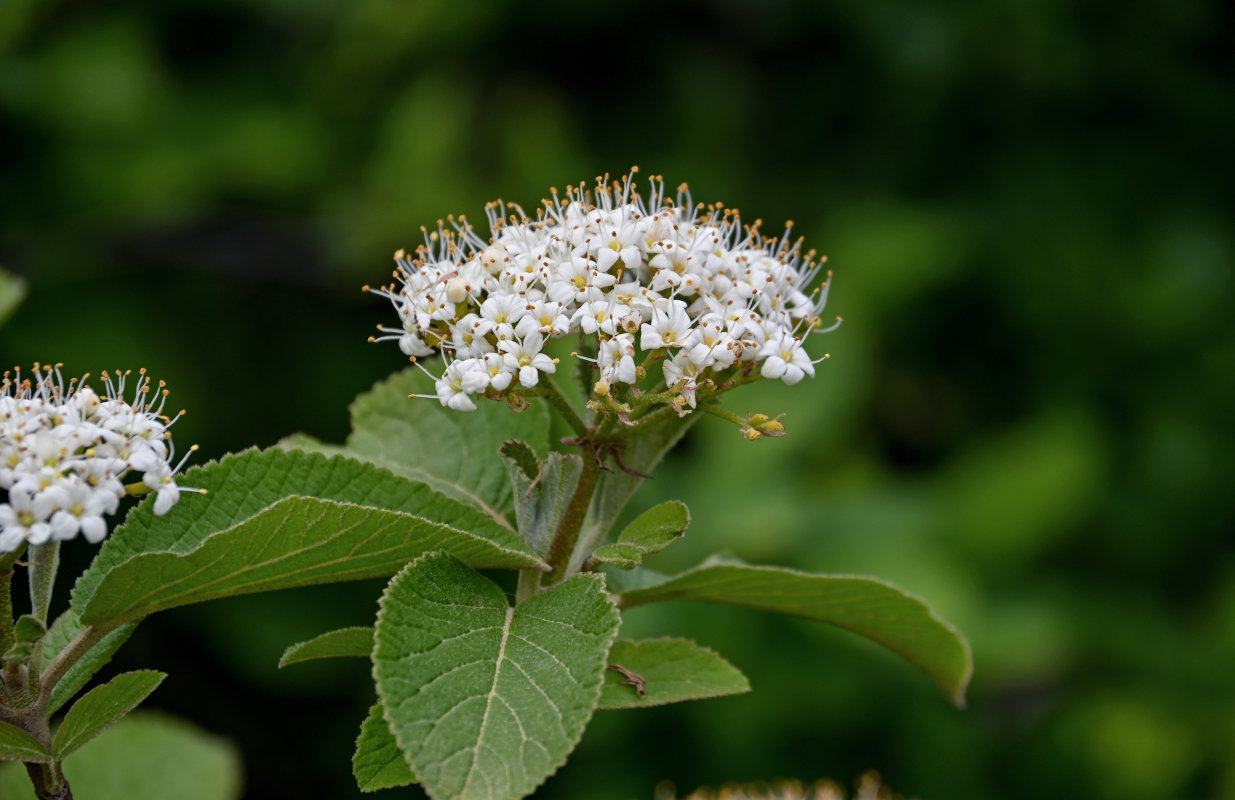 Image of Viburnum lantana specimen.