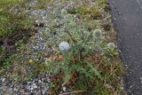 Echinops sphaerocephalus